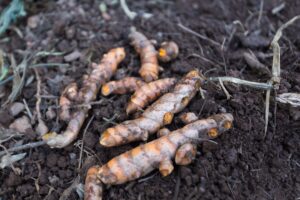 Gongolo 2024 @juniagarridofotografia-8155