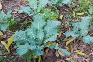 Gongolo 2024 @juniagarridofotografia-8160