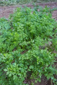 Gongolo 2024 @juniagarridofotografia-8163