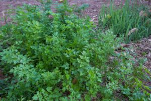 Gongolo 2024 @juniagarridofotografia-8166