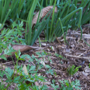 verde recolha-de-residuo-verde-6